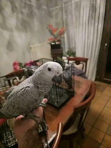 
                                                Oiseau
                                                 gris du Gabon