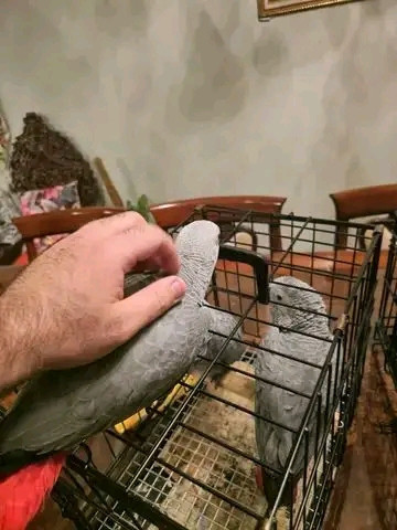 
                                                Oiseau
                                                 gris du Gabon