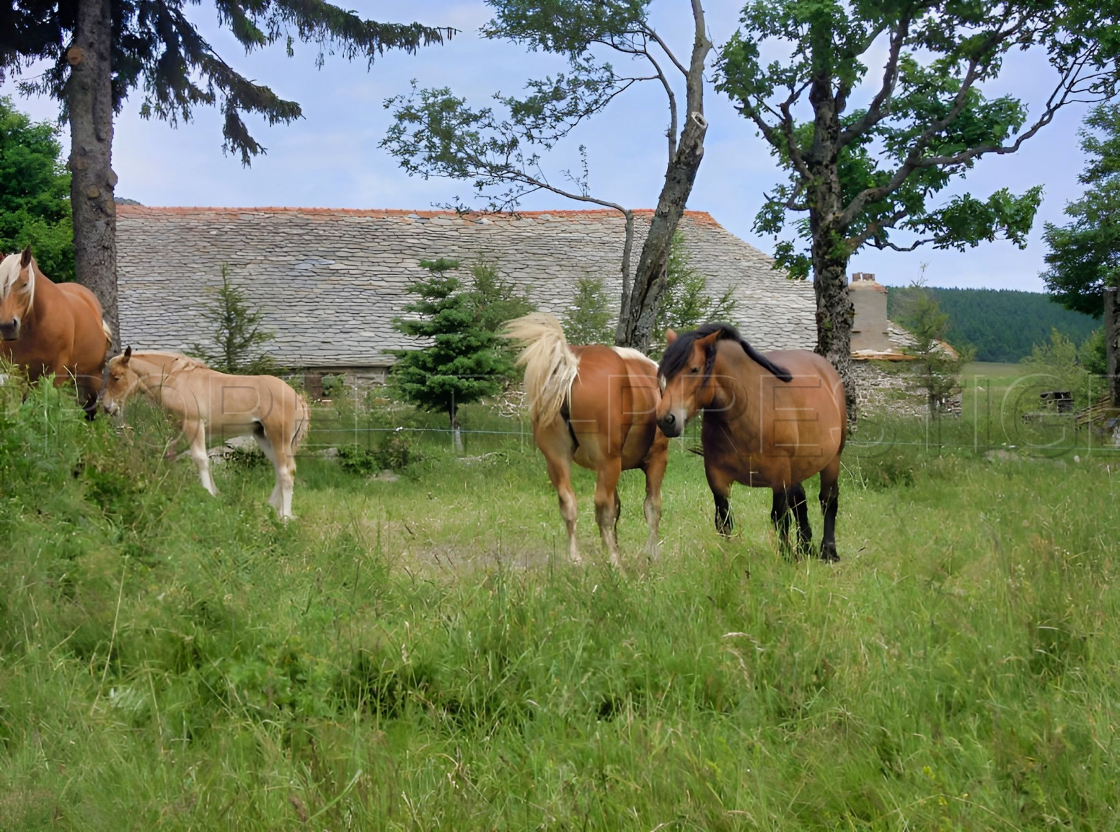 
                                                Vente
                                                 HAUTE LOIRE PROPRIETE GITE CH. HOTES 1000 M² 6 HA