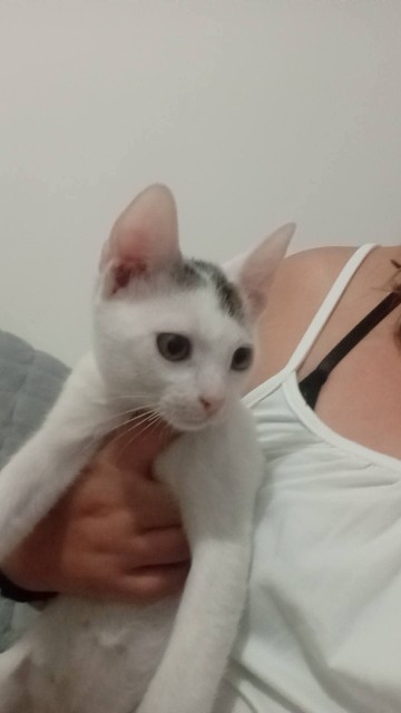 
                                                Chat
                                                 Jolie chaton
