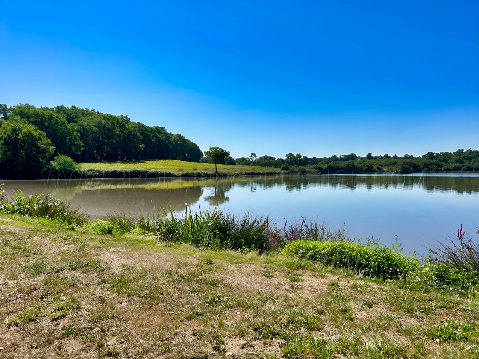 
                                                Vente
                                                 LANDES DOMAINE 57 ha ETANGS 20 ha