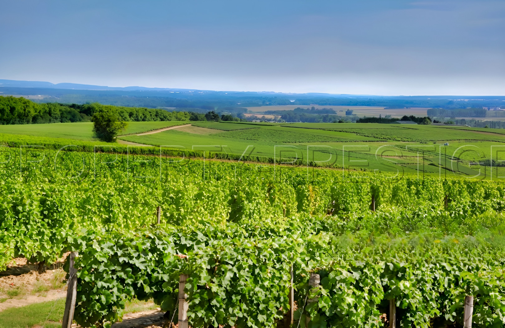 
                                                Vente
                                                 LOT DOMAINE VITICOLE AOC CAHORS 19 HA