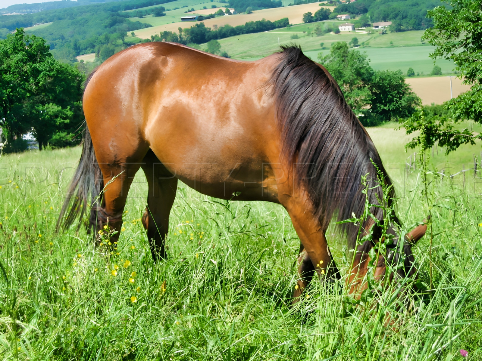 
                                                Vente
                                                 LOT ET GARONNE DOMAINE XVème 35 HECTARES