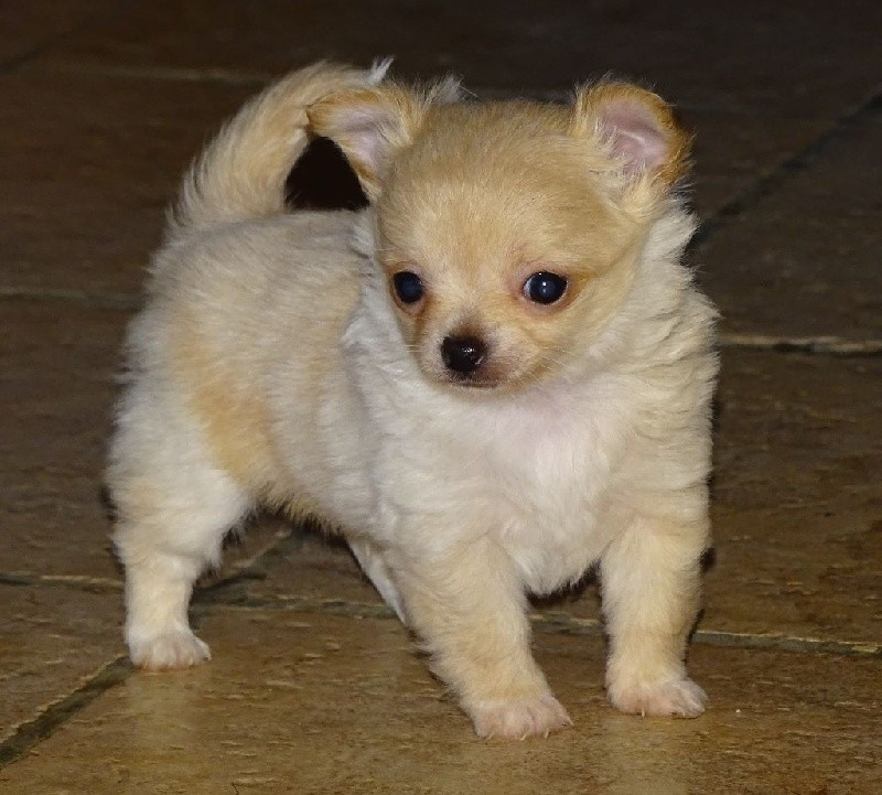 
                                                Chien
                                                 Magnifique chiot chihuahua femelle poil long lof