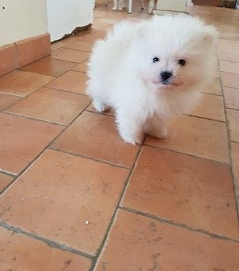 
                                                Chien
                                                 Magnifique Chiot Spitz BLANC