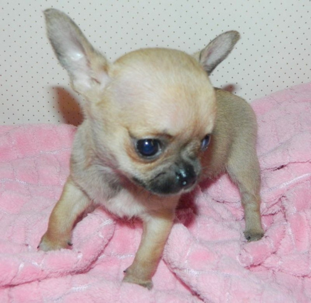 Chiots chihuahua femelle à donner à 0€ Saintétienne