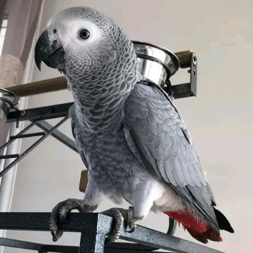 
                                                Oiseau
                                                 Magnifique gris du Gabon