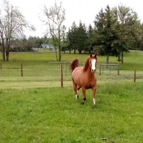 
                                                Cheval
                                                 Magnifique hongre arabe alezan pour votre famille