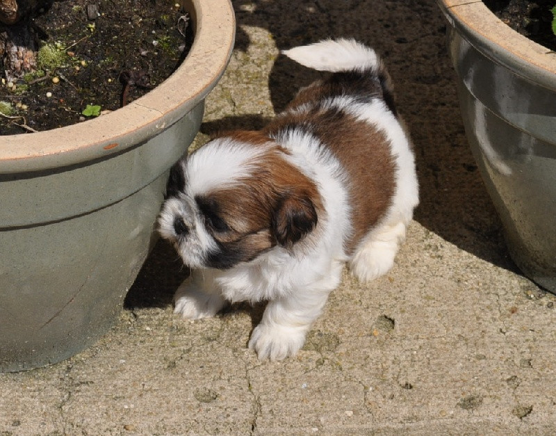 
                                                Chien
                                                 Magnifique petite boule shih tzu femelle
