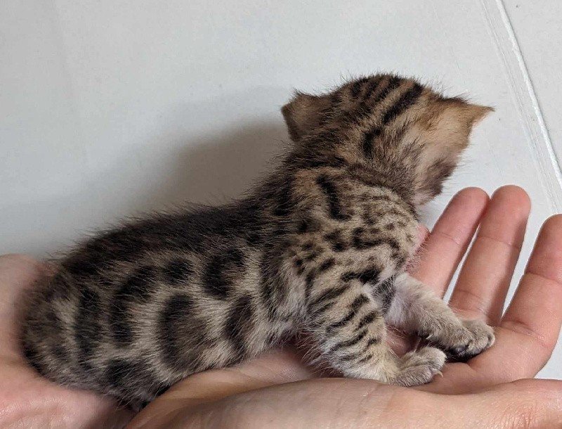 
                                                Chat
                                                 Magnifique petits chatons bengal browon