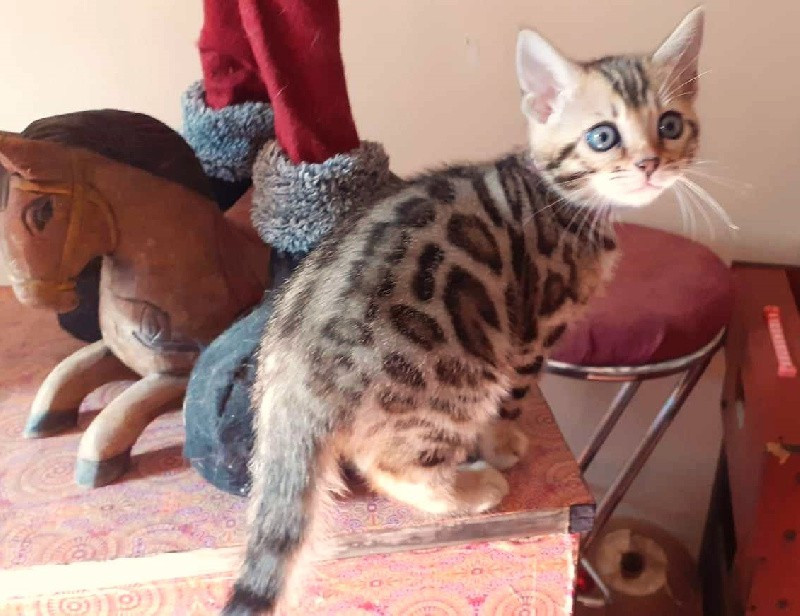 
                                                Chat
                                                 Magnifique petits chatons bengal browon
