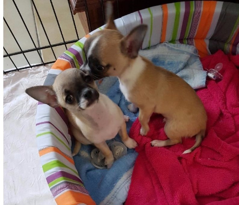 
                                                Chien
                                                 Magnifiques chihuahua mâle et femelle