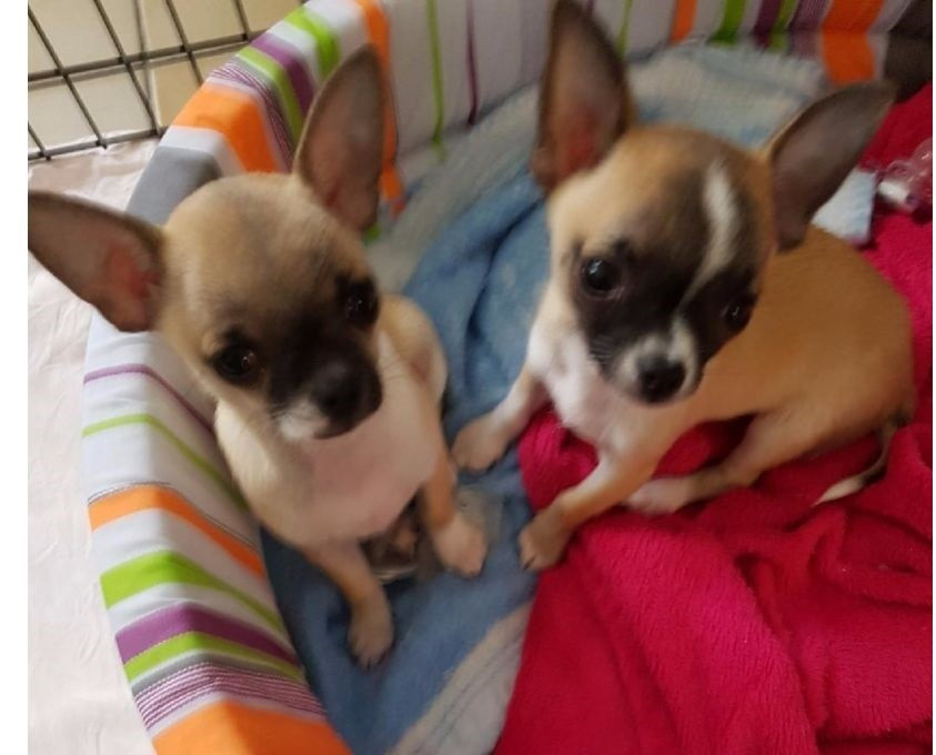 
                                                Chien
                                                 Magnifiques chihuahua mâle et femelle