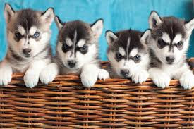 
                                                Chien
                                                 Magnifiques Chiots Husky Pour Famille