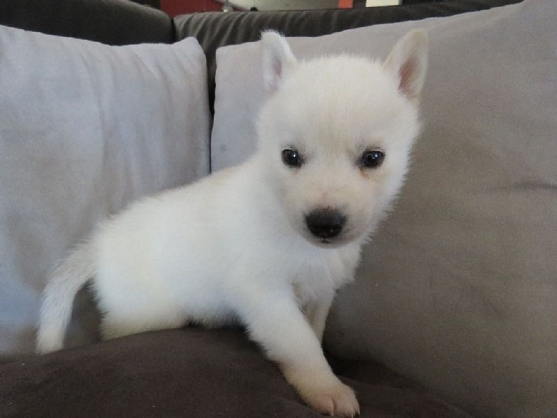 
                                                Chien
                                                 Magnifiques chiots husky pour famille