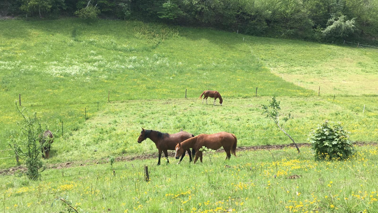 
                                                Vente
                                                 Maison 11 pièces 260 m² sur 6 hectares