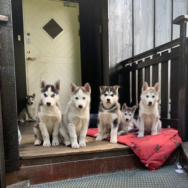 
                                                Chien
                                                 Merveilleux chiots husky siberien