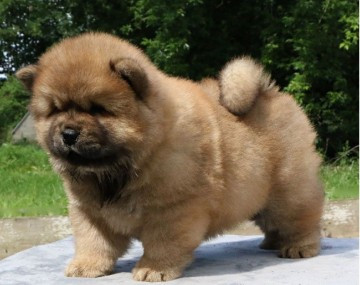 
                                                Chien
                                                 Offre une jolie chiot Chow Chow femelle