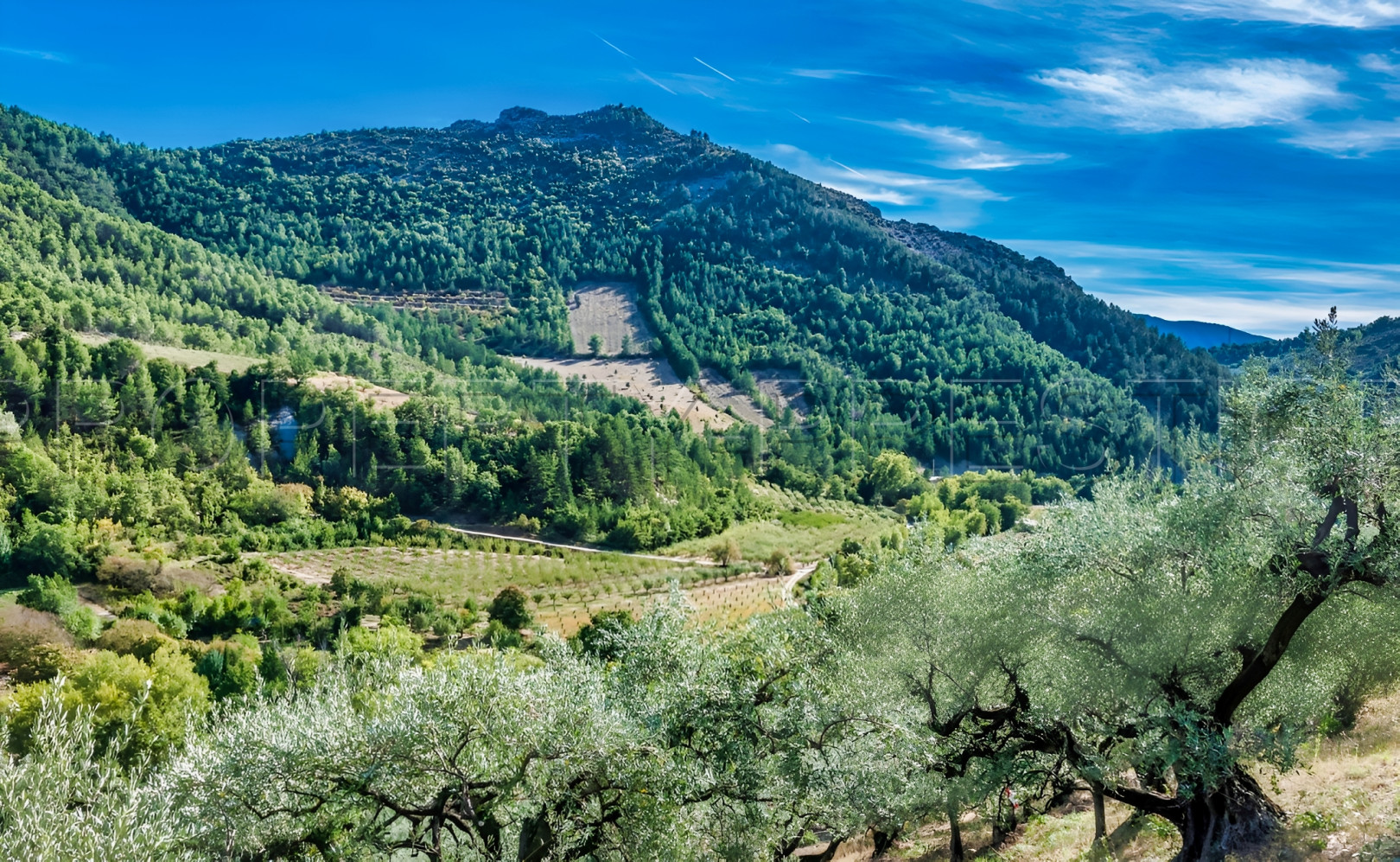 
                                                Vente
                                                 PROPRIETE CHASSE 230 HA HAUT VAR