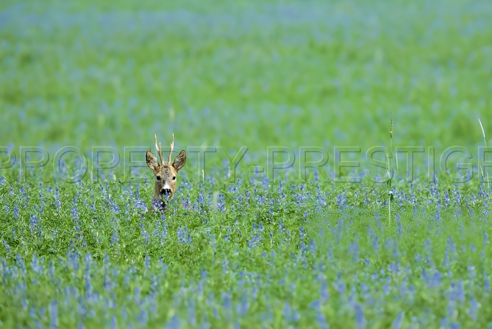 
                                                Vente
                                                 PROPRIETE CHASSE 230 HA HAUT VAR