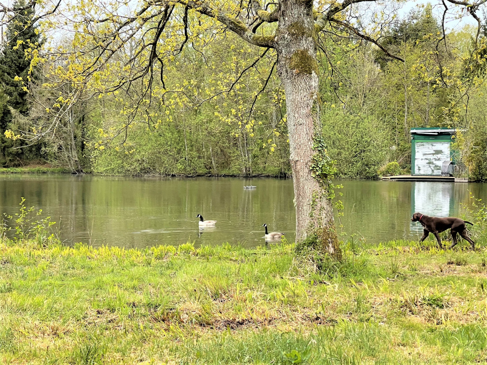 
                                                Vente
                                                 Propriété pêche et chasse sur 4.4 ha