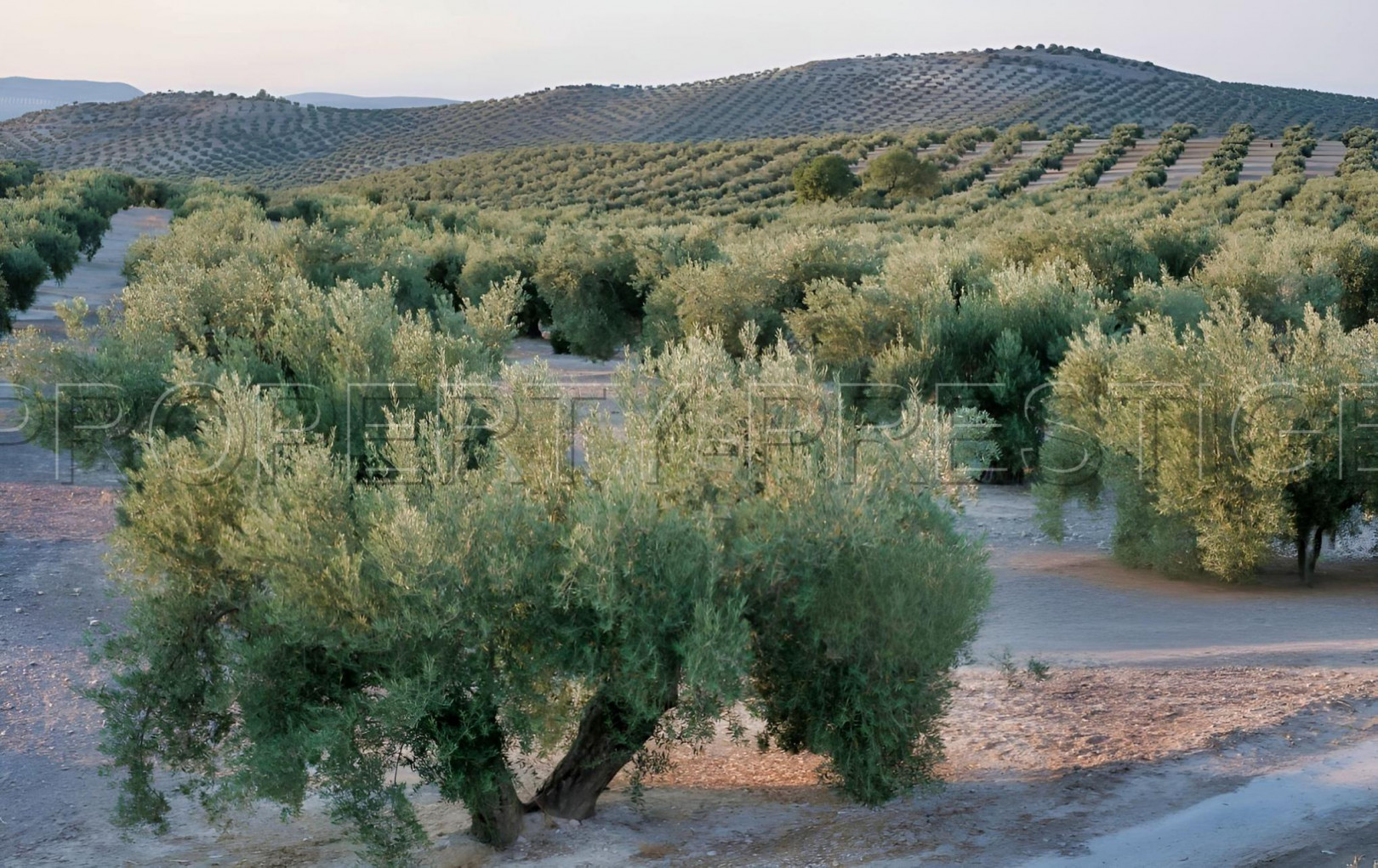 
                                                Vente
                                                 Provence OLIVERAIE 86 HA CHASSE SOURCE