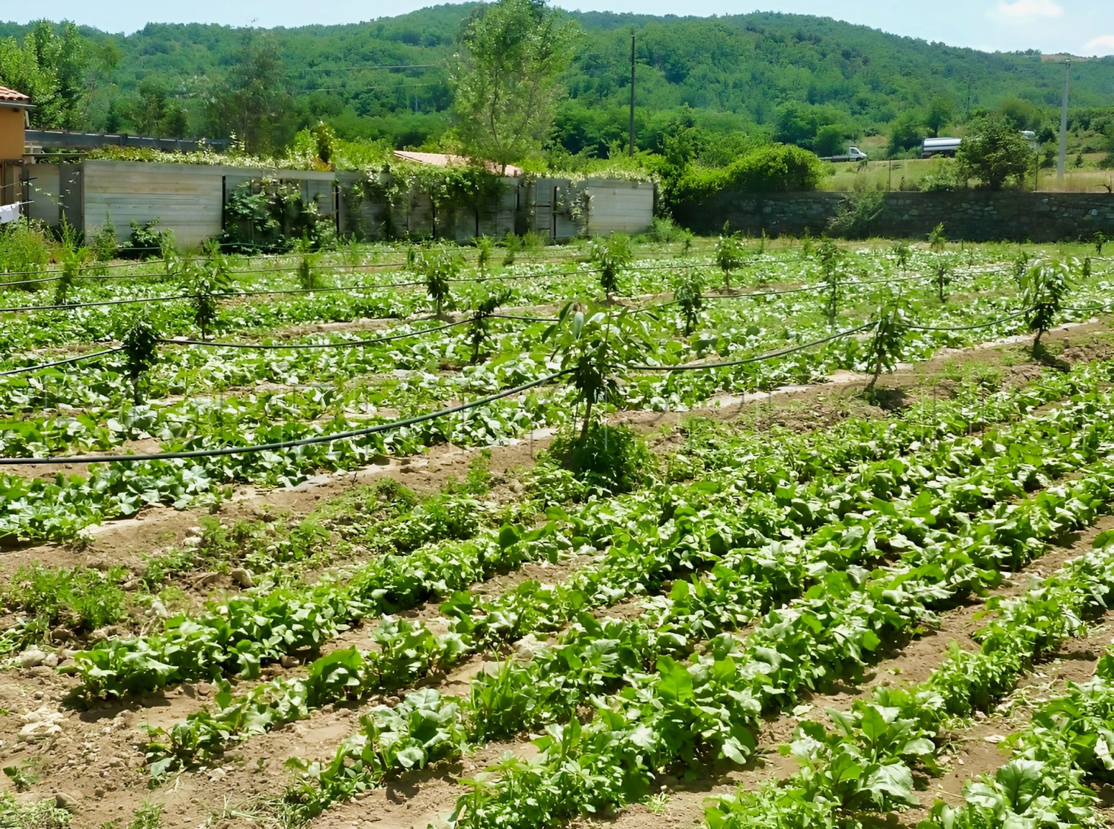 
                                                Vente
                                                 PYRENEES ORIENTALES DOMAINE ARBORICOLE 10.5 HA