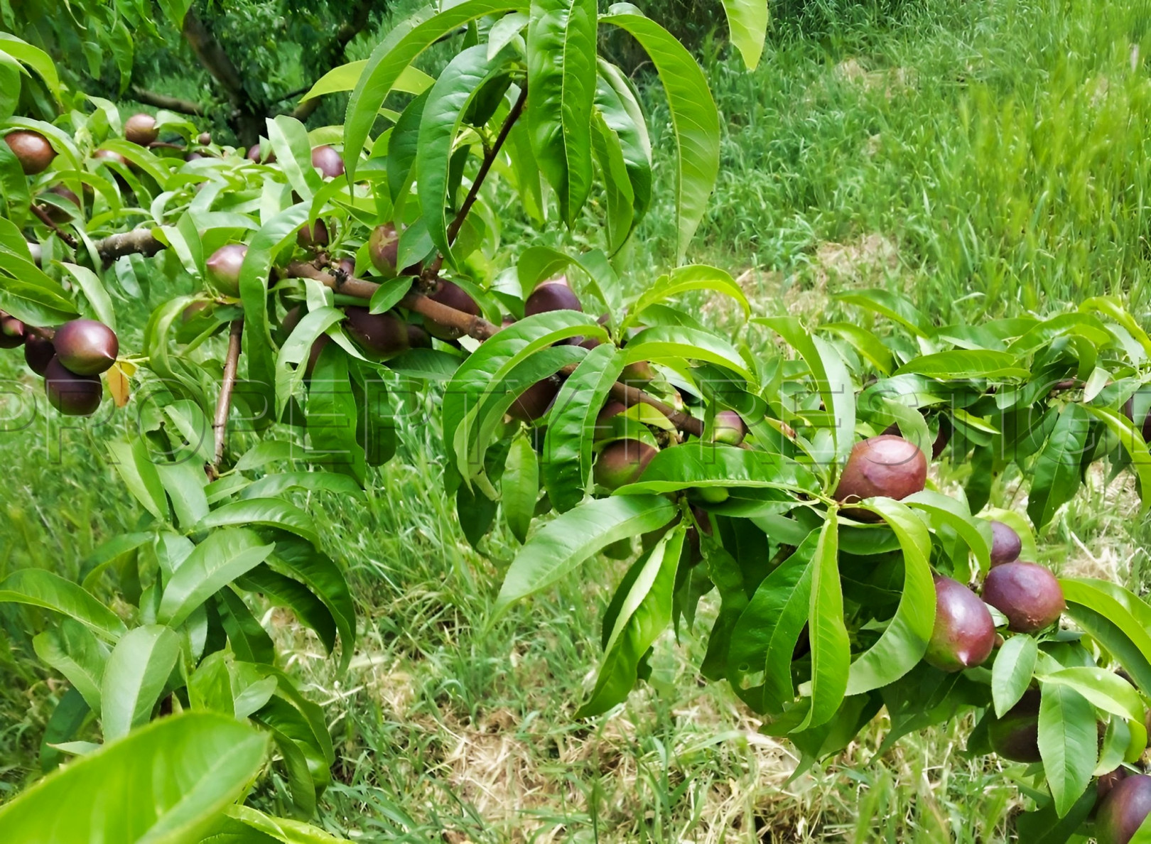 
                                                Vente
                                                 PYRENEES ORIENTALES DOMAINE ARBORICOLE 10.5 HA