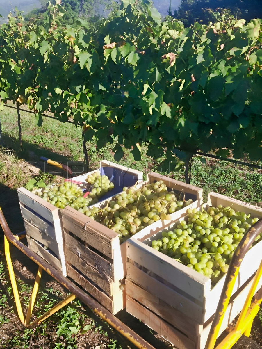 
                                                Vente
                                                 PYRENEES ORIENTALES DOMAINE ARBORICOLE 10.5 HA