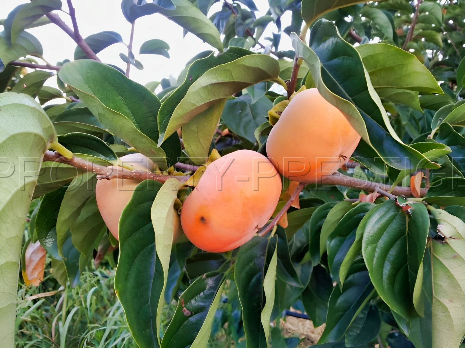 
                                                Vente
                                                 PYRENEES ORIENTALES DOMAINE ARBORICOLE 10.5 HA