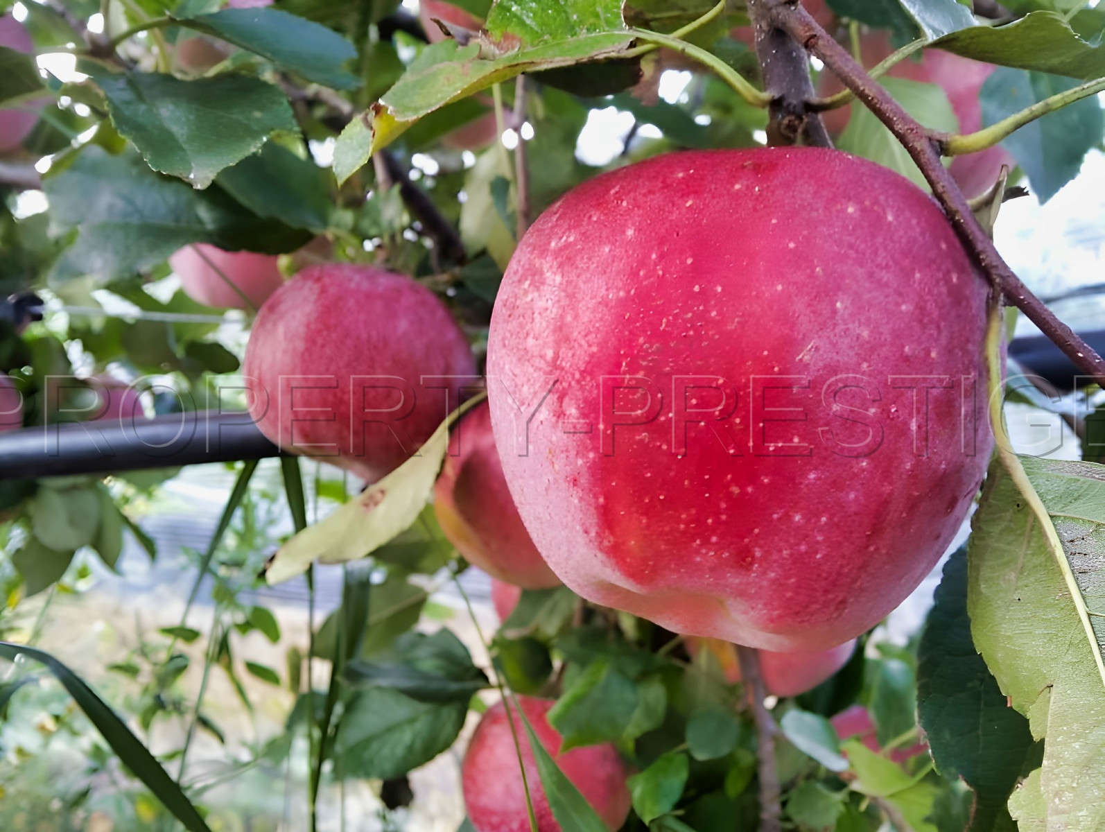 
                                                Vente
                                                 PYRENEES ORIENTALES DOMAINE ARBORICOLE 10.5 HA