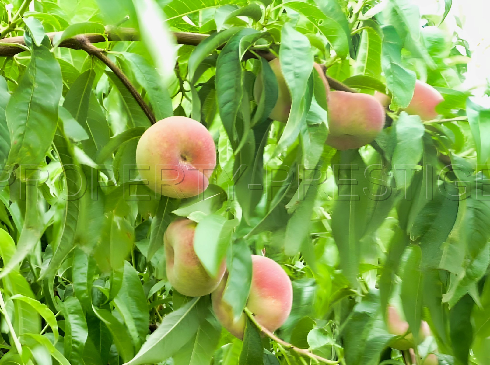 
                                                Vente
                                                 PYRENEES ORIENTALES DOMAINE ARBORICOLE 10.5 HA