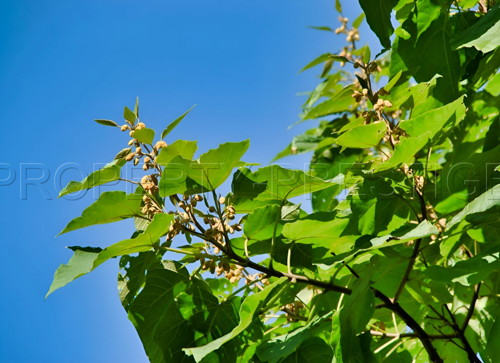 
                                                Vente
                                                 PYRENEES ORIENTALES DOMAINE OLEICOLE ET NUCICOLE