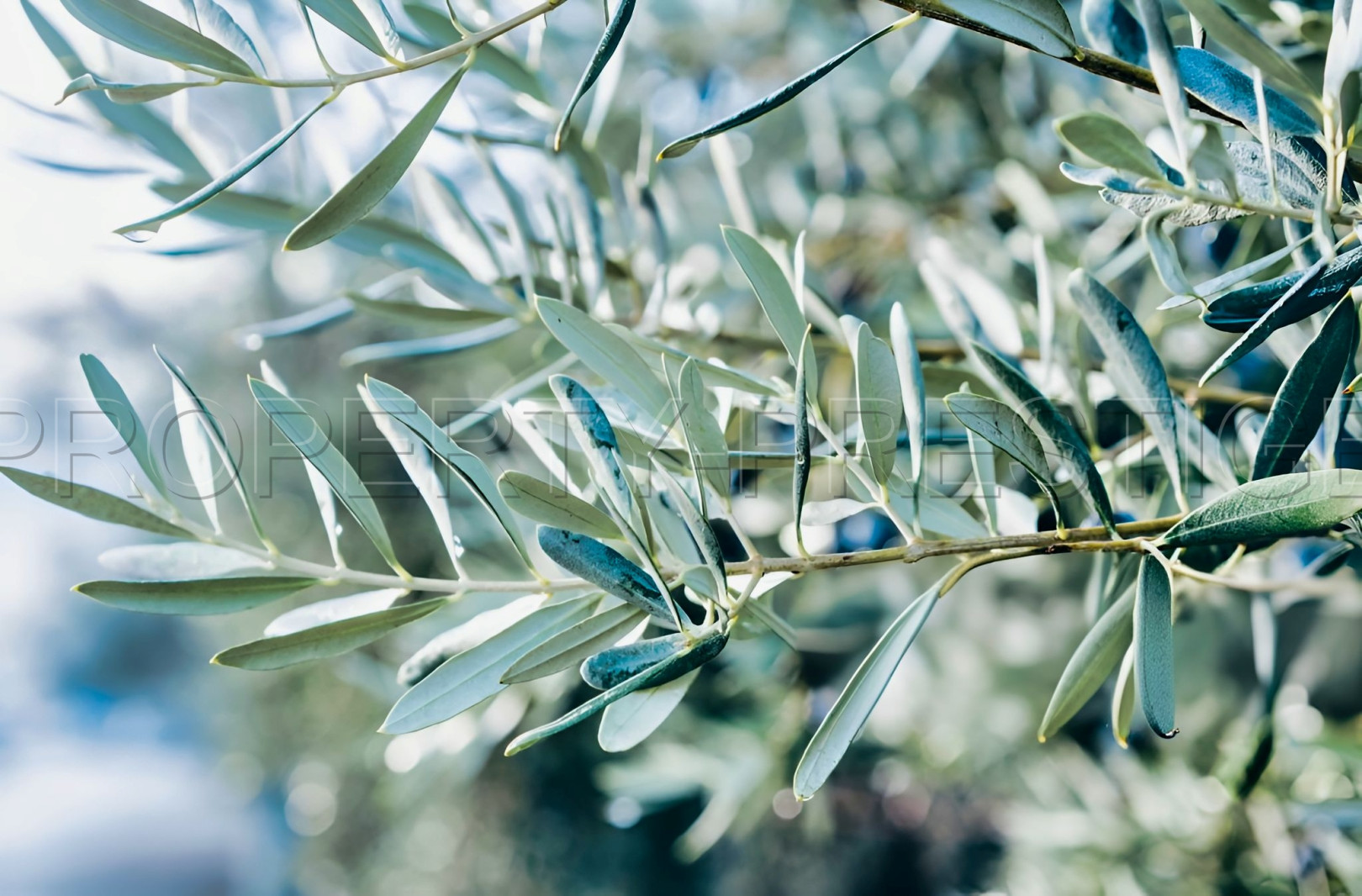 
                                                Vente
                                                 PYRENEES ORIENTALES DOMAINE OLEICOLE ET NUCICOLE