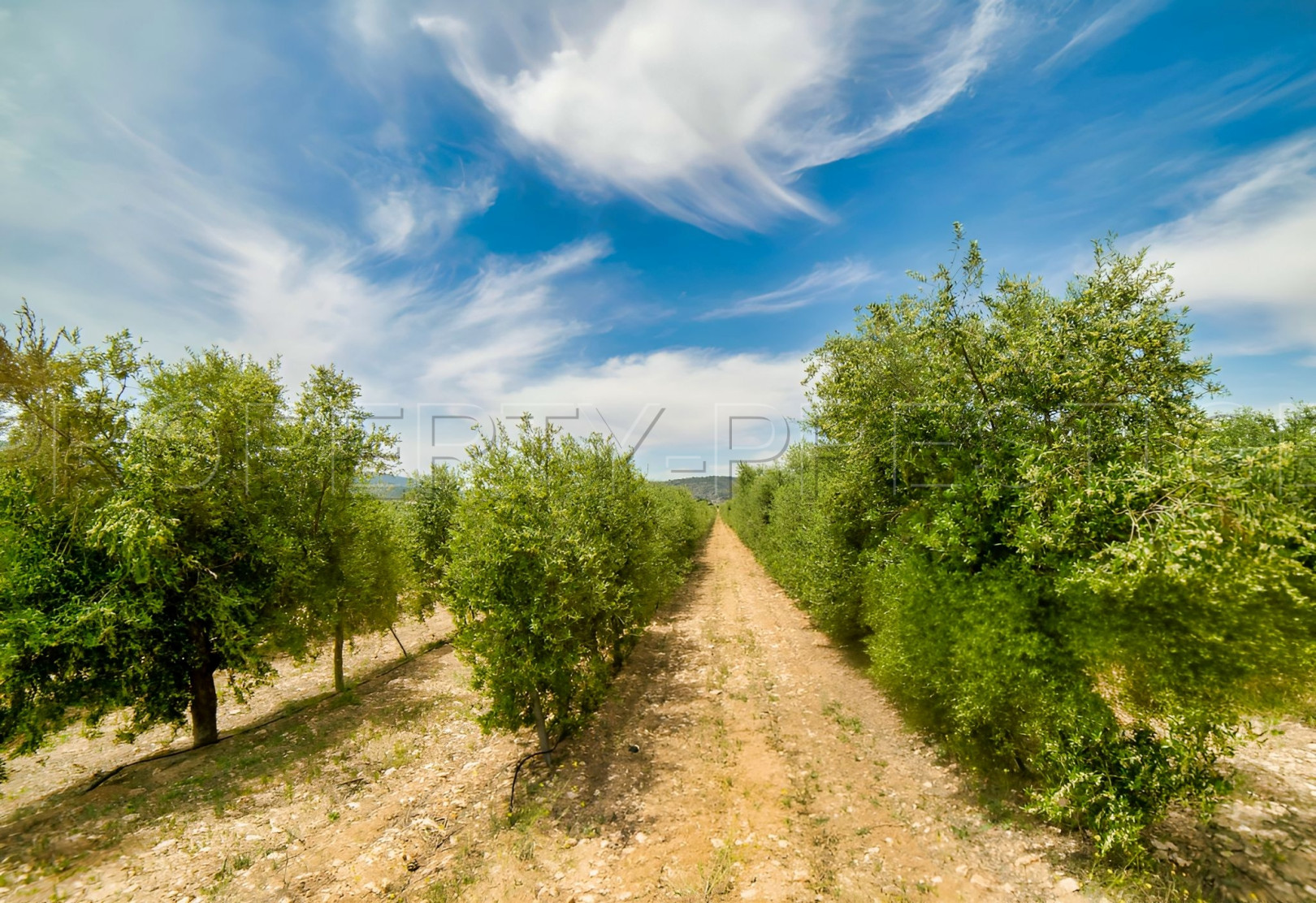 
                                                Vente
                                                 PYRENEES ORIENTALES DOMAINE OLEICOLE ET NUCICOLE