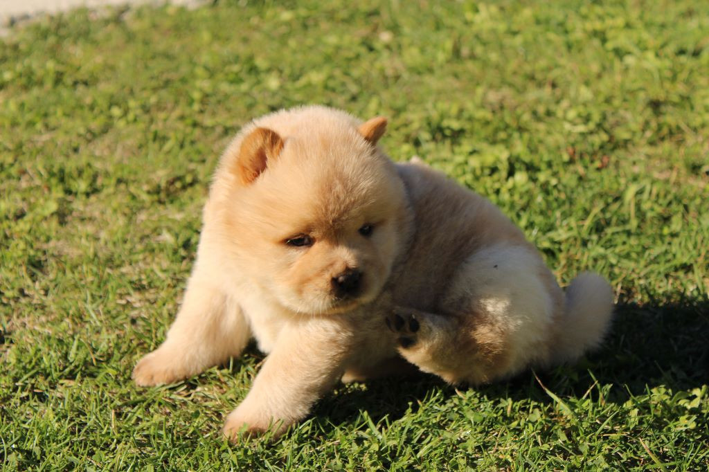 
                                                Chien
                                                 Splendide Chiot Chow Chow