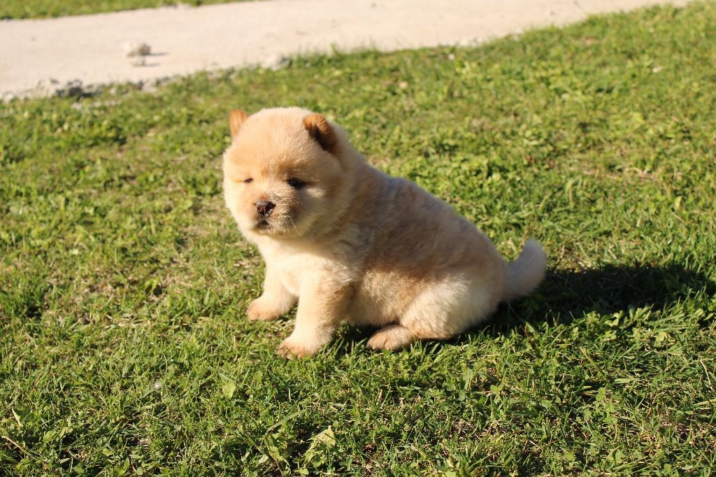 
                                                Chien
                                                 Splendide Chiot Chow Chow à donner