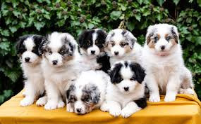 
                                                Chien
                                                 Sublimes Chiots Berger Australien