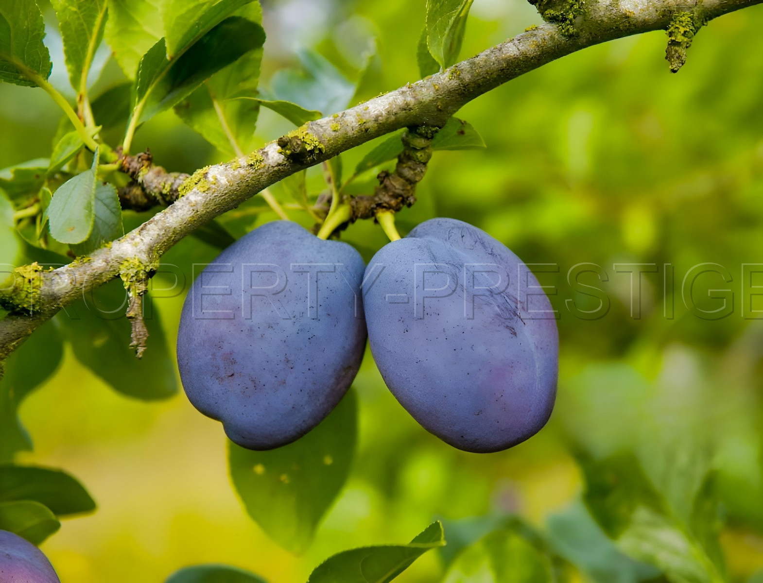 
                                                Vente
                                                 SUD OUEST DOMAINE PRUNICOLE 65 HA