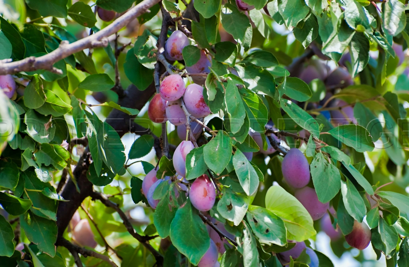 
                                                Vente
                                                 SUD OUEST DOMAINE PRUNICOLE 65 HA