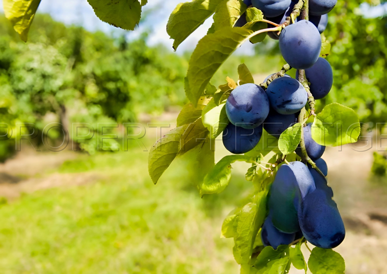 
                                                Vente
                                                 SUD OUEST DOMAINE PRUNICOLE 65 HA