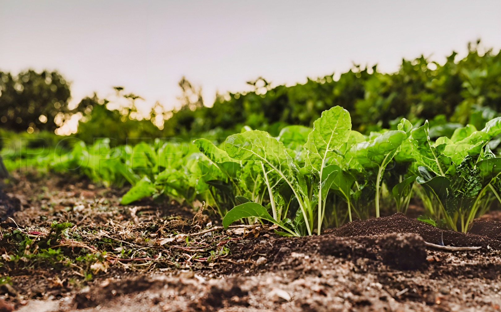 
                                                Vente
                                                 TARN FONCIER AGRICOLE 72 HA IRRIGUE