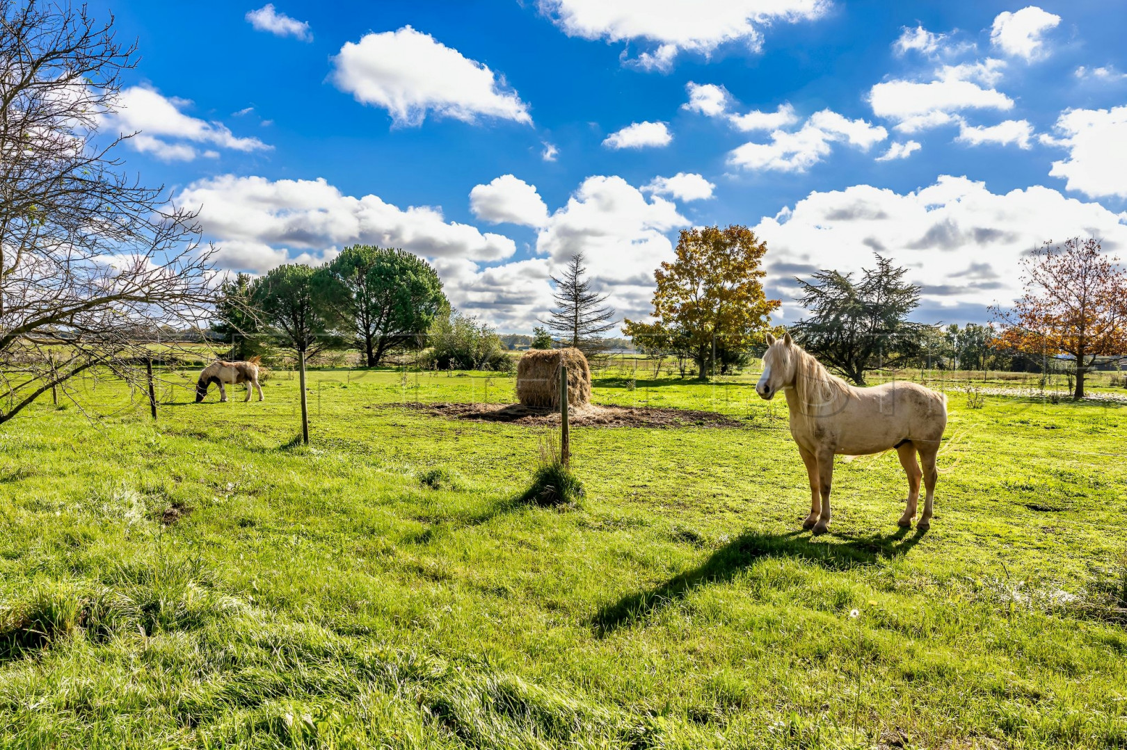 
                                                Vente
                                                 TARN MANOIR XIXème CHAMBRES D'HOTES 2,6 HA