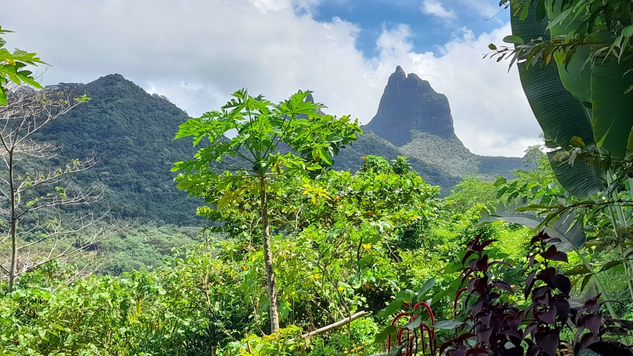 
                                                Vente
                                                 Terrain à batir à Moorea