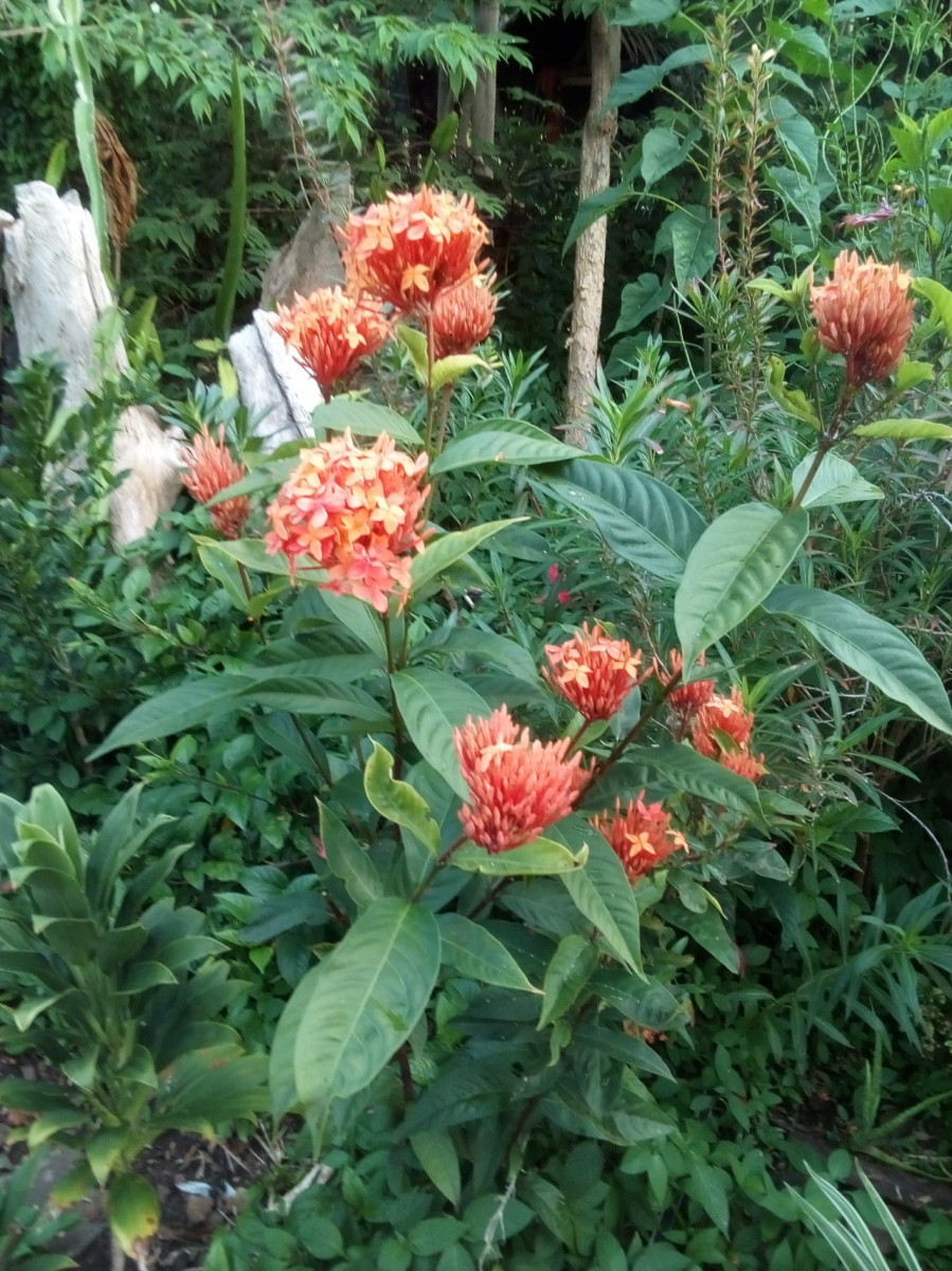 
                                                Vente
                                                 Terrain à batir à Moorea