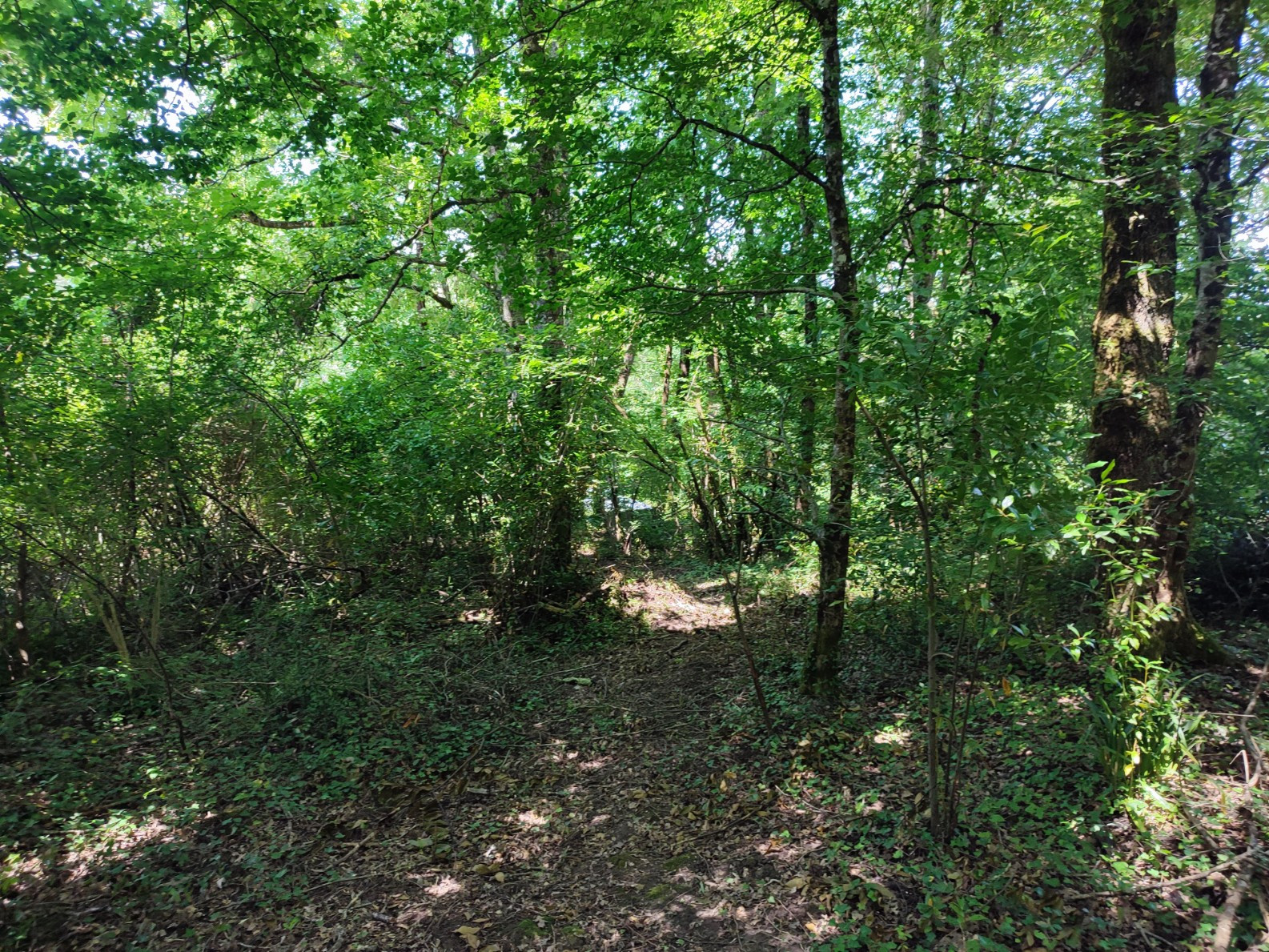 
                                                Vente
                                                 Terrain à Bâtir arboré CAMBES