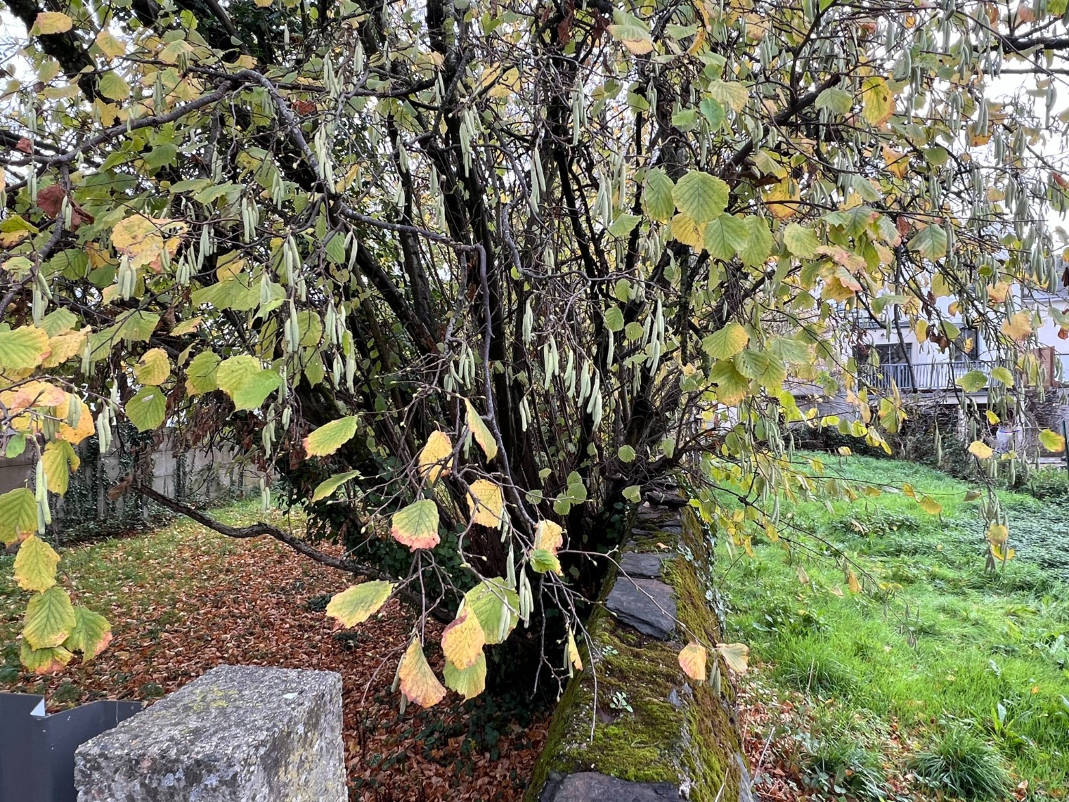 
                                                Vente
                                                 Terrain à viabiliser - Angers