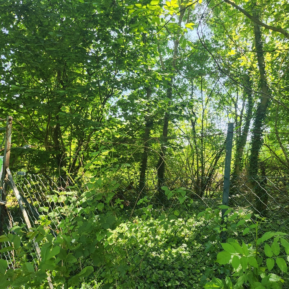 
                                                Vente
                                                 Terrain boisé