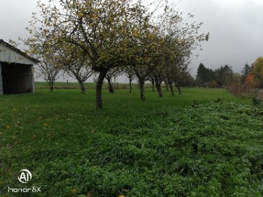 
                                                Vente
                                                 Terrain constructible  arboré d'arbres fruitiers