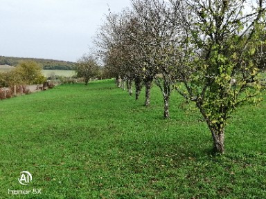 
                                                Vente
                                                 Terrain constructible  arboré d'arbres fruitiers